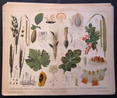 cca 1880 Növények 27 db acélmetszet és litho kép nagyrészt 25x30 cm (egy két hibás, de alapvetően jó...