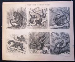 cca 1880 Állatok 12 db acélmetszet  jó állapotban / Animals 12 etchings 25x30 cm