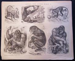 cca 1880 Állatok 12 db acélmetszet  jó állapotban / Animals 12 etchings 25x30 cm