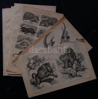 cca 1880 Állatok 10 db acélmetszet nagyrészt  jó állapotban / Animals 10 etchings. (Nagyrészt /mainly 25x30 cm)