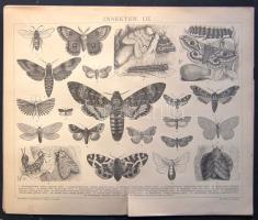 cca 1880 Hüllők és rovarok 8 db acélmetszet többségük jó állapotban / Reptiles, insects 10 vintage etchings. (Nagyrészt /mainly 25x30 cm)