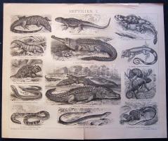 cca 1880 Hüllők és rovarok 8 db acélmetszet többségük jó állapotban / Reptiles, insects 10 vintage e...
