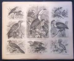cca 1880 Madarak 6+1 db acélmetszet jó állapotban / Birds 6+1 vintage etchings. 25x30 cm