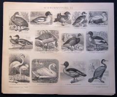 cca 1880 Madarak 6+1 db acélmetszet jó állapotban / Birds 6+1 vintage etchings. 25x30 cm