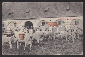 Hungarian folklore, Oxen (with lottery form on backside)