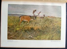 1936 Wild und Hund német vadászújság teljes évfolyama bekötve, szép állapotban / Full year of German...