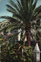 Dubrovnik, Palme u sv. Jakobu / palm trees, St. Jacob