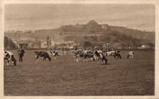 Krakow Kosciuszko mound, cowherd (EK)