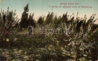 A grove of almond trees at flowering, Hebrew text