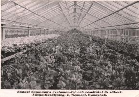 Wandsbek interior of the Cyclamen garden of E. Neubert (EK)
