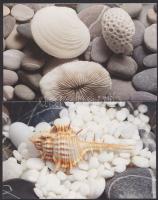 Csigák, Kagylók, Kövek: 36 db hibátlan állapotú, nagy méretű, új, külföldi képeslap / Snails, Shells, Stones - 36 new postcards
