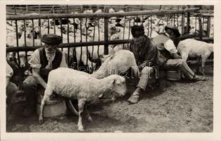 Northern Hungarian folklore, goat milking photo