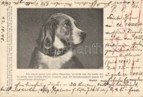 Animal Protective Association in Berlin, dog (EK)