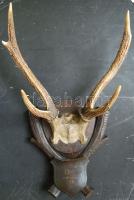 cca 1900 Szarvasagancs trófea ~34 cm