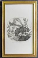 Szabó LÁszló (1943-1993): Dongó, rézkarc-papír, zsűrinyomat 3/3, jelzett, keretben 29x47 cm