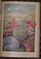 1926-1928 Tolnai Új Világlexikona 32 kötete másodpéldányokkal, számos színes képmelléklettel a Tolna...