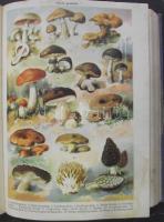 A család egészsége Dante Kiadó, Bp., 1928 (11. kiad.) 790 oldalas, szétnyitható bonctani táblával,
s...