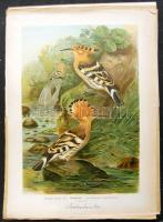 Nagy Jenő madarász hagyatékából: A világ madarai kiállítási anyag: több száz nagyméretű tabló a századelő ritka madarász könyveiből származó litho képekkel valamint olajnyomatokkal, családok szerint bemutatva a föld madárvilágát, hozzá ismeretterjesztő cikkekkel, Nagy Jenő saját kézzel készített rajzaival, összesen kb 300 oldalon. / Large bird collection: cca 300 pages mainly lithographic pictures and oil-prints exhibition material introducing the birds of the planet organised by families of the birds made by a well known Hungarian ornitologist Jeno Nagy.