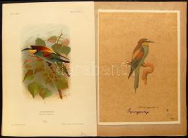 Nagy Jenő madarász hagyatékából: A világ madarai kiállítási anyag: több száz nagyméretű tabló a száz...