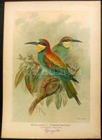 Nagy Jenő madarász hagyatékából: A világ madarai kiállítási anyag: több száz nagyméretű tabló a száz...