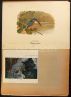 Nagy Jenő madarász hagyatékából: A világ madarai kiállítási anyag: több száz nagyméretű tabló a száz...