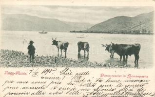 1898 Nagymaros gulyásfiú, Divald (cut)