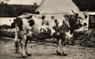 Ruca, record-holder cow