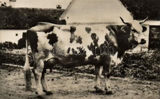 Ruca, record-holder cow