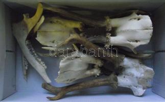 4 db szarvas agancs (az egyik "gyilkos") és egy őz állkapocs