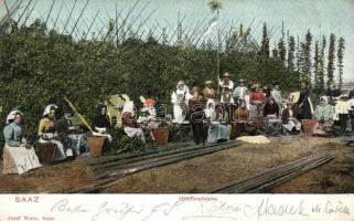 Zatec (Saaz) Hop-harvest