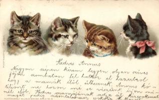 1899 Cats litho