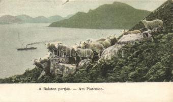 Balaton-part kecskékkel