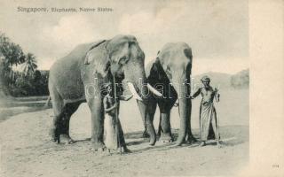 Singapore beach, elephants