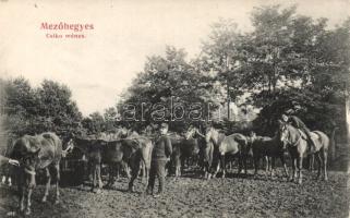 Mezőhegyes csikó ménes