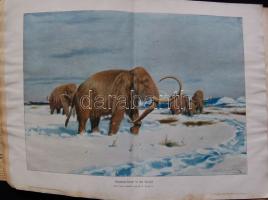 ~1900. Hans Kraemer: Weltall und Menschheit orvosi könyvsorozat 2. kötete német nyelven, Metzger $ W...