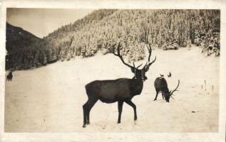 Tátra deer