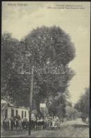 Máriakálnok ezeréves hársfa a Kegy Kápolna úton