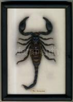 Kitömött afrikai skorpió keretben 14x20 cm