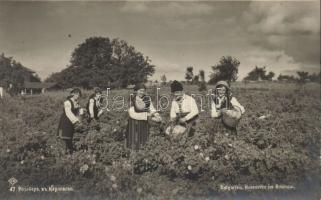 Bulgarian folklore, rose picking