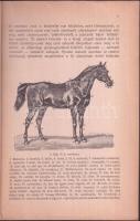 1922 Lótenyésztés I-II. kötet, írta Döhrmann Henrik méneskari nyugalmazott magyar királyi ezredes, ö...