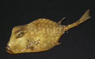 Vértes-porcos haltrófea. A ma is élő, a Föld őslényei között számon tartott hal igazi ritkaság! / Fish-trophy 22 cm