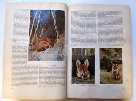 1934 Erdő-mező állatai 128 oldalas komplett dekoratív cigarettakép-gyűjtőalbum szép állapotban / Of ...