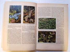 1937 Erdő-mező növényei 128 oldalas komplett dekoratív cigarettakép-gyűjtőalbum szép állapotban / Pl...