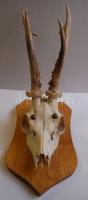 Falra akasztható őzagancs trófea 35 cm tölgyfa lapon