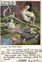 Pelicans s: Kirschensteiner (small tear)