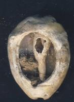 Kína Császárság / Shang dinasztia i.e. 221-206. Kagyló pénz / Cowrie shell T:2