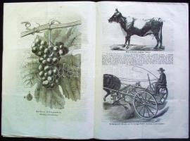 Girokuti P. Ferenc: Kertészgazda Magyar gazdák, gazdasszonyok kertészetkedvelők... szaklapja. Mutatv...