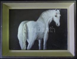 Szklenár András (1957) : Ló. Olaj-farost, jelzett, keretben 21x16 cm