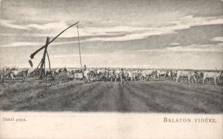 Balaton vidéke, delelő gulya