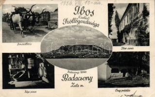 Badacsony Ibos szőlőgazdaság